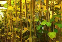 大豆，多功能植物的代表（揭秘大豆的分类及特点）
