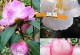 茶花开花周期：探究茶花一年开花的周期