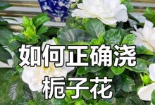 如何正确浇水以泡水植物（浇水时间、浇水频率、浇水方法等关键要素解析）