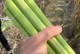 种植甜杆的最佳月份（详细介绍甜杆种植月份及技巧）
