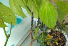 平安树烂根的救治方法（如何避免平安树烂根的出现）
