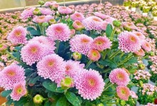 雏菊在室内养护指南（打造轻松愉快的室内花园，雏菊成为最佳选择）