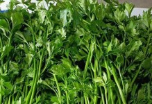 芹菜的耐寒温度（芹菜的生长温度范围及适应环境）