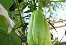 佛手瓜的种植方法与季节选择（揭秘成功种植佛手瓜的技巧和注意事项）