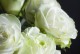花毛茛的养殖方法与养护要点（打造花园的绚丽花卉——花毛茛）