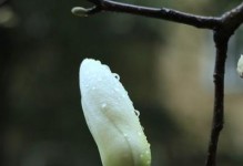 玉兰花香的危害性剖析（玉兰花香究竟有毒吗？）