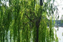 柳树的生长习性特点与生长环境条件（了解柳树，迎接绿意盎然的春天）