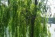 柳树的生长习性特点与生长环境条件（了解柳树，迎接绿意盎然的春天）