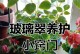 玻璃翠养殖指南（掌握玻璃翠养殖技巧，培育出美丽的绿色植物）