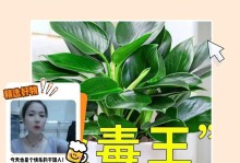 如何选择合适的大叶金钻花盆大小？（根据空间和植株需求选择最合适的尺寸）