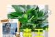 如何选择合适的大叶金钻花盆大小？（根据空间和植株需求选择最合适的尺寸）