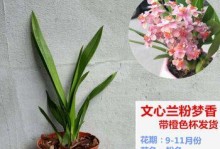 文心兰是多年生植物吗？（揭秘文心兰的生长周期和特性，带你了解它的奥秘）