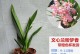 文心兰是多年生植物吗？（揭秘文心兰的生长周期和特性，带你了解它的奥秘）