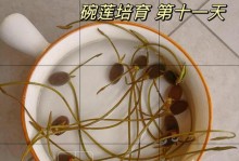 如何选择可开花的碗莲？（挑选碗莲的关键要素及注意事项）