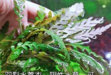 羽裂养殖指南（了解羽裂的特点和养殖技巧，助你成功养殖羽裂）