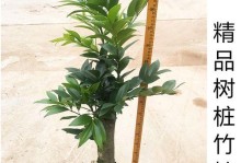 兴旺竹的种植与养护技巧（打造绿意盎然的家居景观，兴旺竹是首选！）