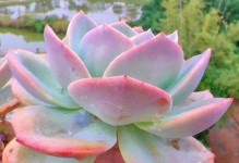 多肉植物品种排名——掌握好养的多肉植物