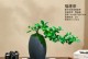 探讨茶树的养护方法（如何让茶树长得更健康）
