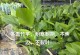 植物的冬季生存之道（植物如何应对寒冷的冬天）