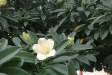 非洲茉莉的养护与管理（了解非洲茉莉的养殖方法和关键要点）