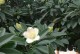 非洲茉莉的养护与管理（了解非洲茉莉的养殖方法和关键要点）