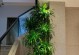 龙须树室内养护指南（室内种植龙须树，让您家更有生机）