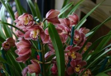 蕙兰花的养殖方法（掌握关键步骤，培育美丽的蕙兰花）