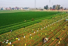 胡萝卜种植指南：什么时候种植最适宜？