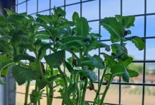 薄荷养护指南（科学浇水让薄荷健康茁壮）
