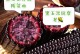 黑玉米种植全攻略（时间、方法、技巧，一网打尽！）