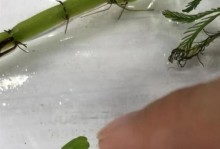 铜钱草茎的生长过程剖析（探究铜钱草茎的生长方式及特点）