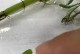 铜钱草茎的生长过程剖析（探究铜钱草茎的生长方式及特点）