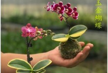 金边蝴蝶兰的养殖方法及注意事项（打造花艺品质，做出独特之美）