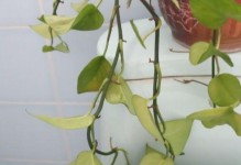 绿萝的汁液是否有毒？（探究绿萝汁液的成分及对人体的影响）