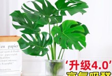 龟背竹的水培养护之道（水中养殖的技巧与注意事项）