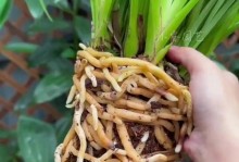 打造旺盛的兰花生长之道（掌握关键养殖技巧，让您的兰花更加茁壮）