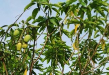 海南岛适合种植什么树？（探索海南岛适合种植的树木品种及其特点）