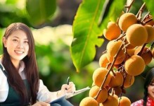 探究桂圆的开花季节（桂圆花期、适宜种植时间、养护技巧）