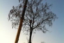梧桐树与梓树的区别与联系（解密梧桐树与梓树真正的身份，了解它们的生长环境与应用领域）