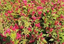 锦带花的花语与寓意（探究锦带花的吉祥寓意及文化价值）