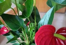 红掌花的奇异之处——绿色的红掌花（红掌花的颜色变化与环境因素的关系）