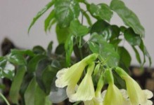 金毛掌开花的特点和魅力——探秘这一植物的花朵
