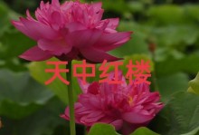 荷花生长温度的影响因素与调控方法（以20℃为基准，探讨荷花生长温度的最佳范围、影响因素及调控措施）