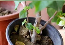 打造理想的花盆土壤，让花儿绽放迷人色彩（种花盆土壤的铺设方法与关键要点）