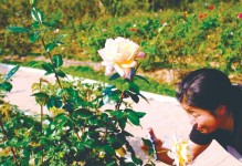 南宁适合种什么花？（探寻南宁的最美花卉）