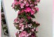 皋月杜鹃开花规律解析（一年开几次花？何时最美？如何栽培？）