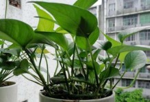 干树叶也能种花！？（利用废弃树叶打造绿色生态）