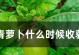 白萝卜种植与收获全攻略（时间安排、注意事项、收获时机等详解）