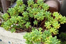 打造属于你的多肉乙女心花园（从选购到养护，一步步教你做好多肉乙女心的养殖）