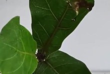 如何松根以琴叶榕的土？（以琴叶榕松根土的方法和注意事项）